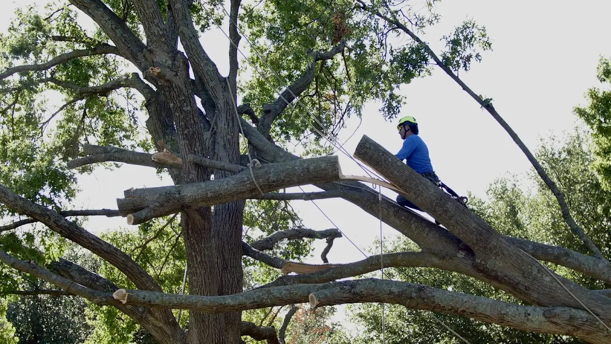 Professional Crown Thinning performed by certified arborists in Green Spring