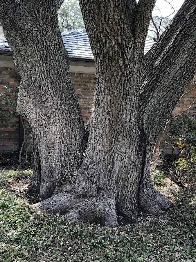 Mature heritage tree close to a Green Spring property cared for by certified arborists